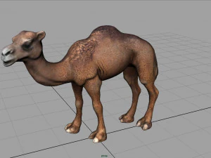 camel 3D Model