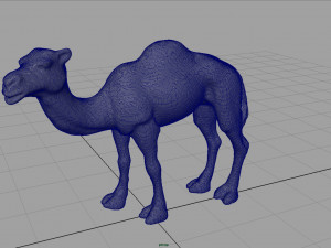 camel Modèle 3D