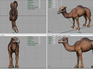 camel Modèle 3D