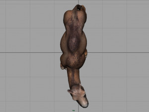 camel Modèle 3D