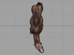 camel 3D Model