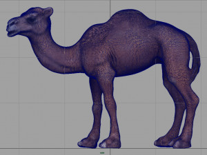 camel Modèle 3D