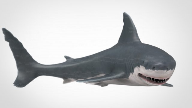 white shark 3D Модель .c4d .max .obj .3ds .fbx .stl .blend 