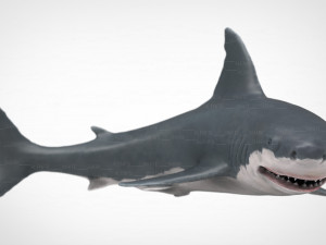 white shark 3D Model