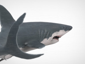 white shark 3D Модель