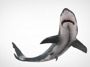 white shark 3D Модель