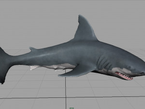white shark 3D Модель