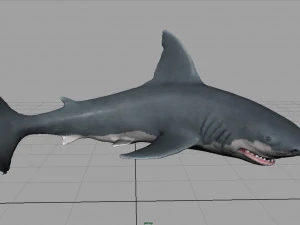 squalo bianco Modello 3D
