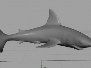 white shark 3D Модель