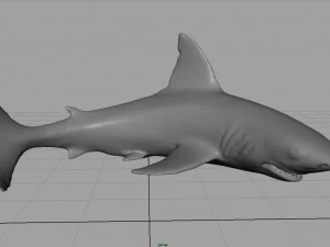 squalo bianco Modello 3D