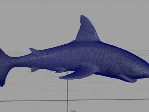squalo bianco Modello 3D