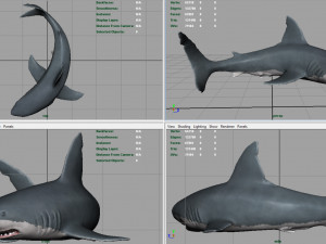 white shark 3D Модель