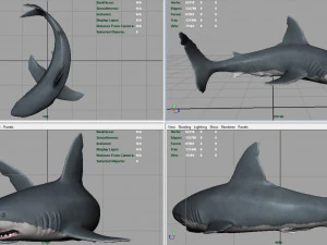 squalo bianco Modello 3D
