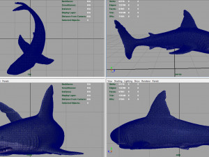 white shark 3D Модель