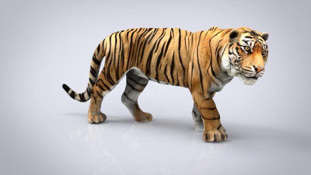 tiger 3D Model .c4d .max .obj .3ds .fbx .stl .blend 