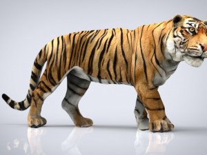 tiger 3D Model