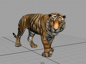 tiger 3D Model