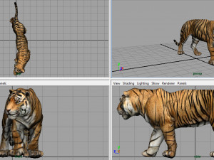 tiger 3D Model