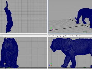 tiger 3D Model