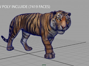 tiger 3D Model