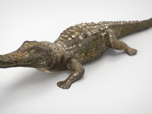 caiman Modello 3D