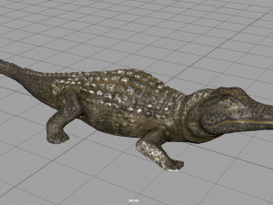 caiman Modello 3D