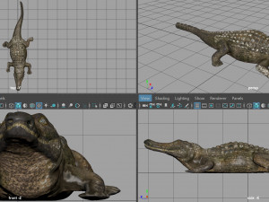 caiman Modello 3D