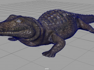 caiman Modello 3D