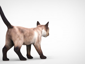 cat Modèle 3D