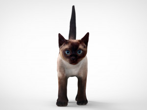 cat Modèle 3D