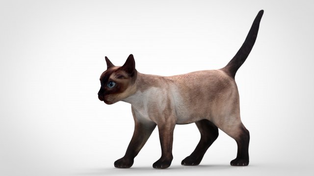 cat Modèle 3D .c4d .max .obj .3ds .fbx .stl .blend 