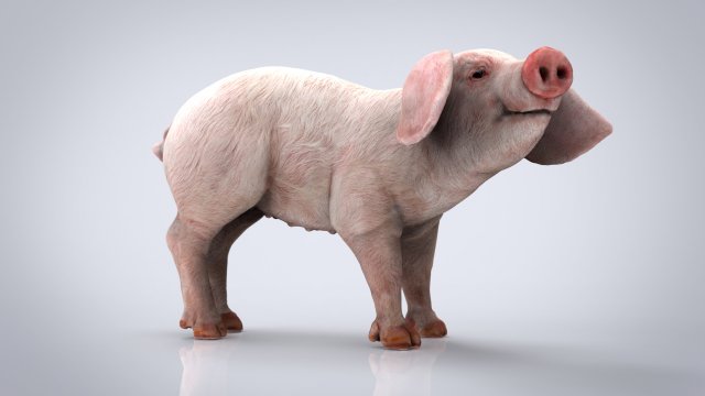 pig 3D मॉडल .c4d .max .obj .3ds .fbx .stl .blend 