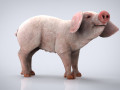 PIG 3D Model