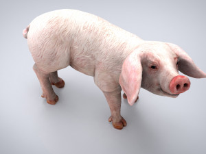 pig 3D मॉडल