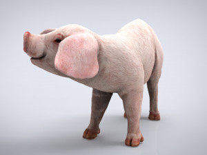 pig 3D मॉडल