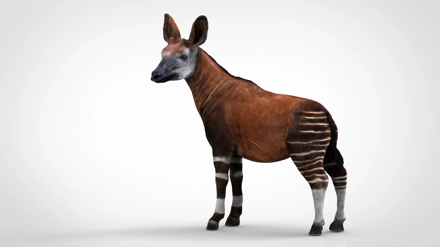 okapi 3D Model .c4d .max .obj .3ds .fbx .stl .blend 