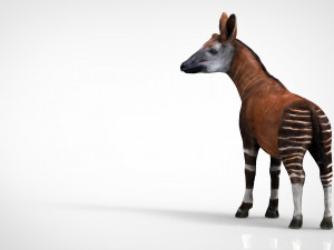 okapi 3D-Modell