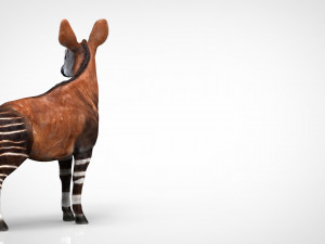 okapi 3D-Modell