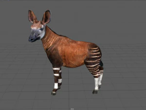 okapi 3D Model