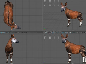 okapi 3D-Modell