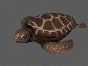turtle 3D Модель