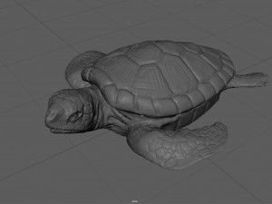 turtle 3D Модель