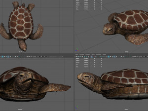 turtle 3D Модель