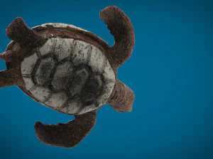 tartaruga Modelo 3D