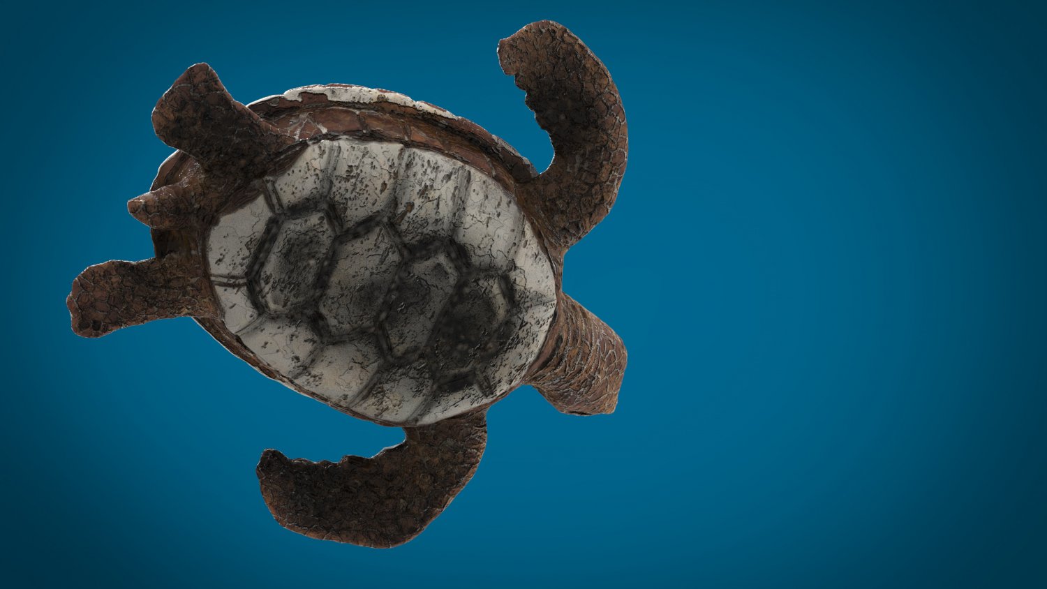 Turtle 3