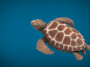turtle 3D Модель