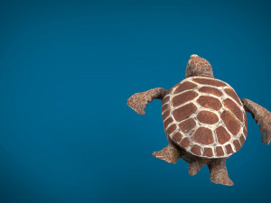 turtle 3D Модель