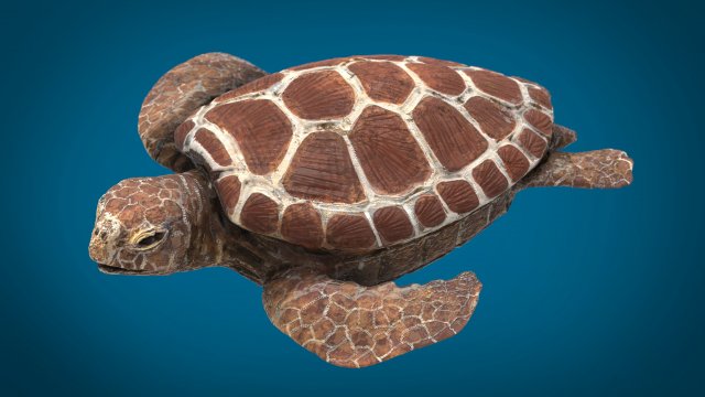 turtle 3D Модель .c4d .max .obj .3ds .fbx .stl .blend 