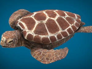 turtle 3D Model