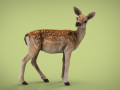 DEER 3D Model